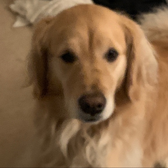 Meet your Posher, Alexa - Picture 1 of 1